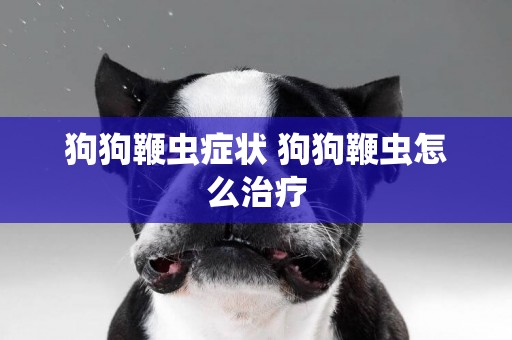 狗狗鞭蟲癥狀 狗狗鞭蟲怎么治療