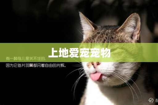 上地愛寵寵物