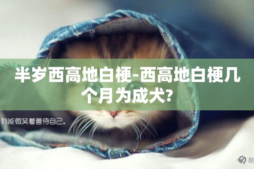 半歲西高地白梗-西高地白梗幾個月為成犬?