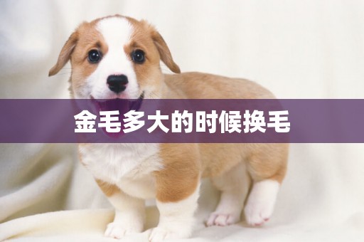 金毛多大的時候換毛