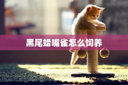 黑尾蠟嘴雀怎么飼養