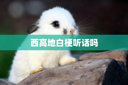 西高地白梗聽話嗎