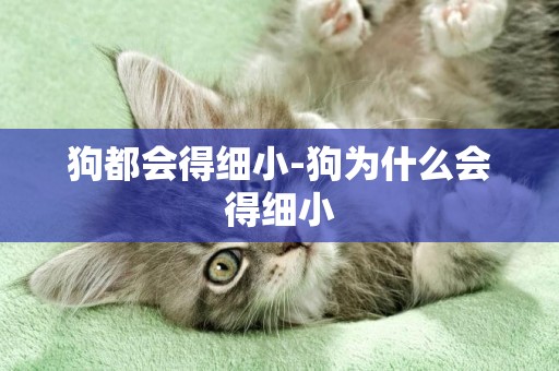 狗都會得細小-狗為什么會得細小