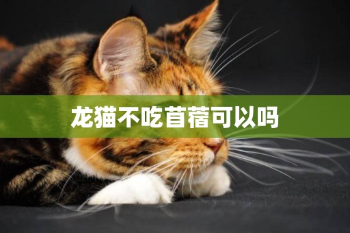 龍貓不吃苜蓿可以嗎