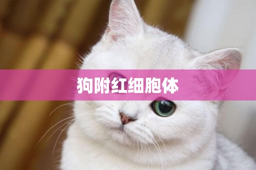 狗附紅細胞體