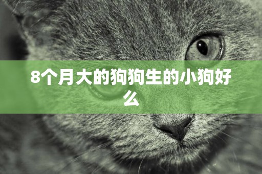 8個月大的狗狗生的小狗好么