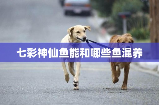 七彩神仙魚能和哪些魚混養