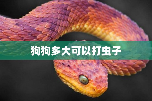 狗狗多大可以打蟲子
