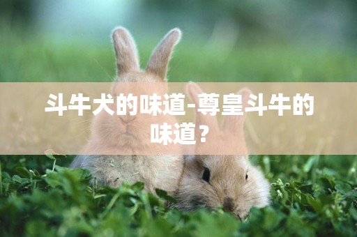 斗牛犬的味道-尊皇斗牛的味道？