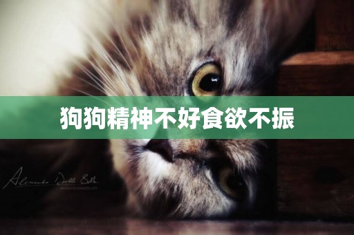 狗狗精神不好食欲不振