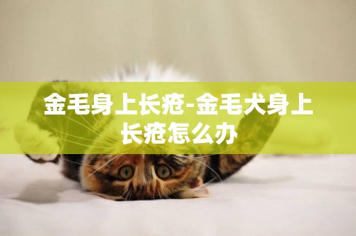 金毛身上長瘡-金毛犬身上長瘡怎么辦