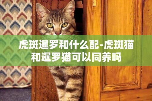 虎斑暹羅和什么配-虎斑貓和暹羅貓可以同養嗎