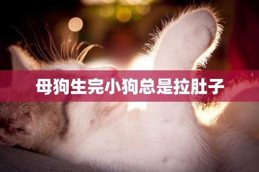 母狗生完小狗總是拉肚子