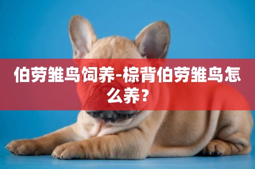 伯勞雛鳥飼養-棕背伯勞雛鳥怎么養？