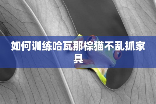 如何訓練哈瓦那棕貓不亂抓家具