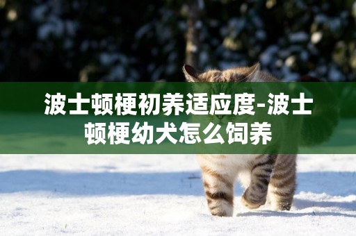 波士頓梗初養適應度-波士頓梗幼犬怎么飼養