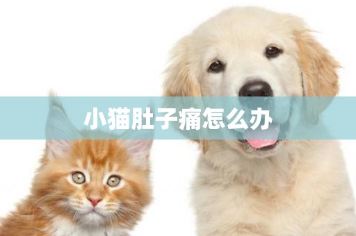 小貓肚子痛怎么辦
