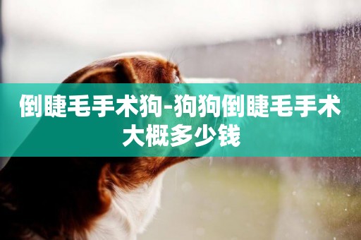 倒睫毛手術狗-狗狗倒睫毛手術大概多少錢