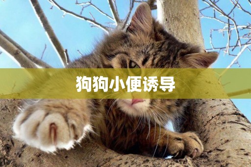 狗狗小便誘導