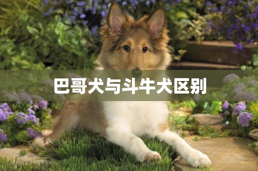 巴哥犬與斗牛犬區別