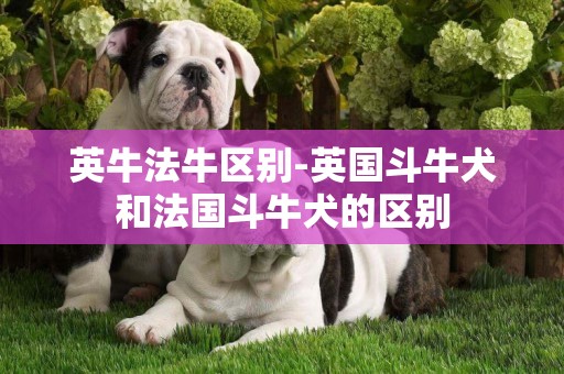英牛法牛區別-英國斗牛犬和法國斗牛犬的區別