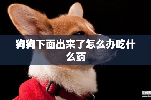 狗狗下面出來了怎么辦吃什么藥