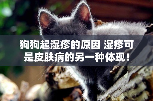 狗狗起濕疹的原因 濕疹可是皮膚病的另一種體現！