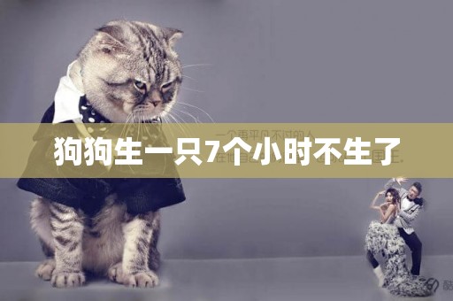 狗狗生一只7個小時不生了