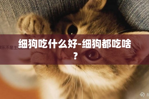細狗吃什么好-細狗都吃啥？
