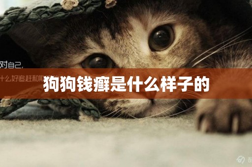 狗狗錢癬是什么樣子的