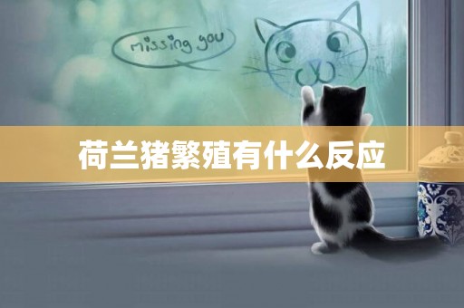 荷蘭豬繁殖有什么反應