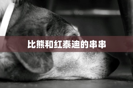 比熊和紅泰迪的串串