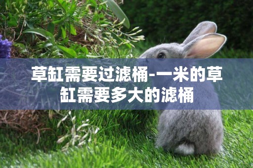 草缸需要過濾桶-一米的草缸需要多大的濾桶