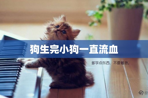 狗生完小狗一直流血