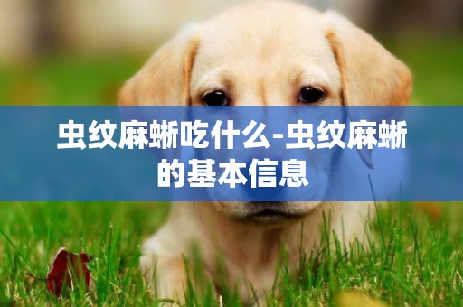 蟲紋麻蜥吃什么-蟲紋麻蜥的基本信息