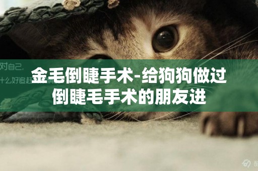 金毛倒睫手術-給狗狗做過倒睫毛手術的朋友進