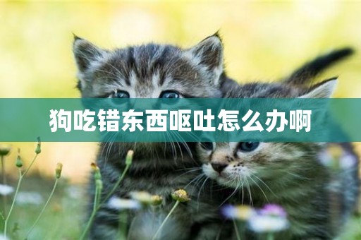 狗吃錯東西嘔吐怎么辦啊