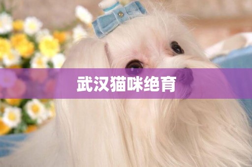 武漢貓咪絕育