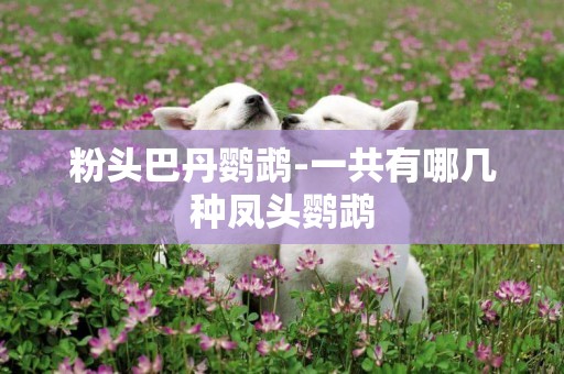 粉頭巴丹鸚鵡-一共有哪幾種鳳頭鸚鵡