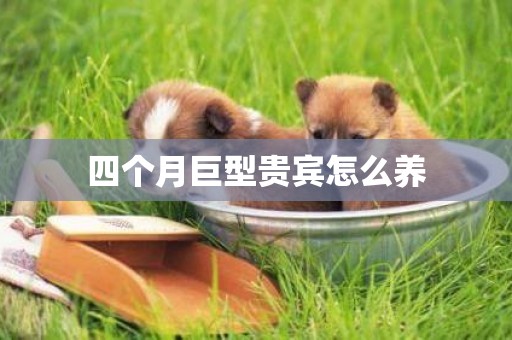 四個月巨型貴賓怎么養