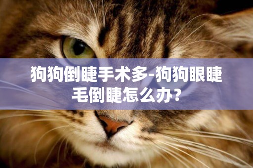 狗狗倒睫手術多-狗狗眼睫毛倒睫怎么辦？