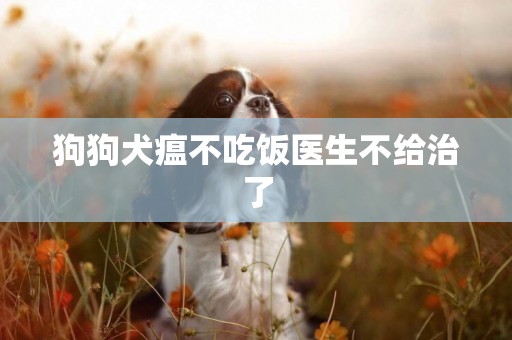 狗狗犬瘟不吃飯醫生不給治了