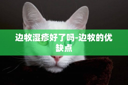 邊牧濕疹好了嗎-邊牧的優缺點