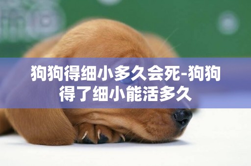 狗狗得細小多久會死-狗狗得了細小能活多久