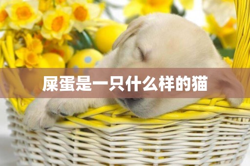 屎蛋是一只什么樣的貓
