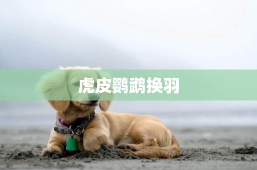 虎皮鸚鵡換羽