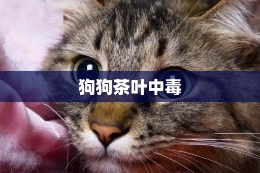 狗狗茶葉中毒
