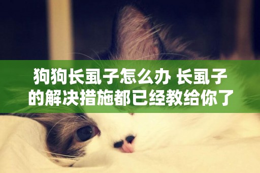 狗狗長虱子怎么辦 長虱子的解決措施都已經教給你了！