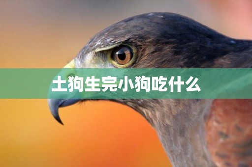 土狗生完小狗吃什么
