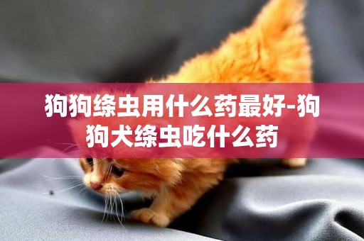 狗狗絳蟲用什么藥最好-狗狗犬絳蟲吃什么藥